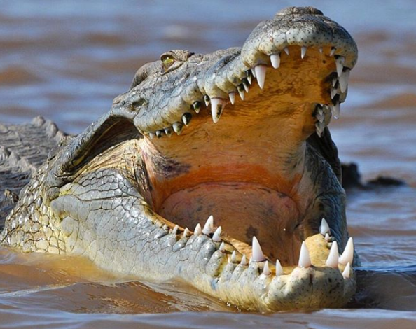 a picture of a crocodile in arba minch ethiopia