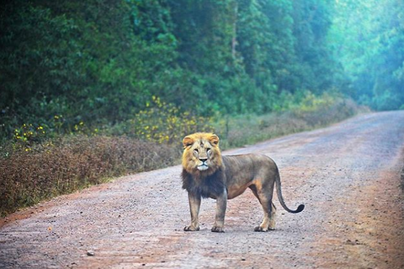 an Ethiopian black lion in need of conservation stands on a dirt road. He is beautiful!