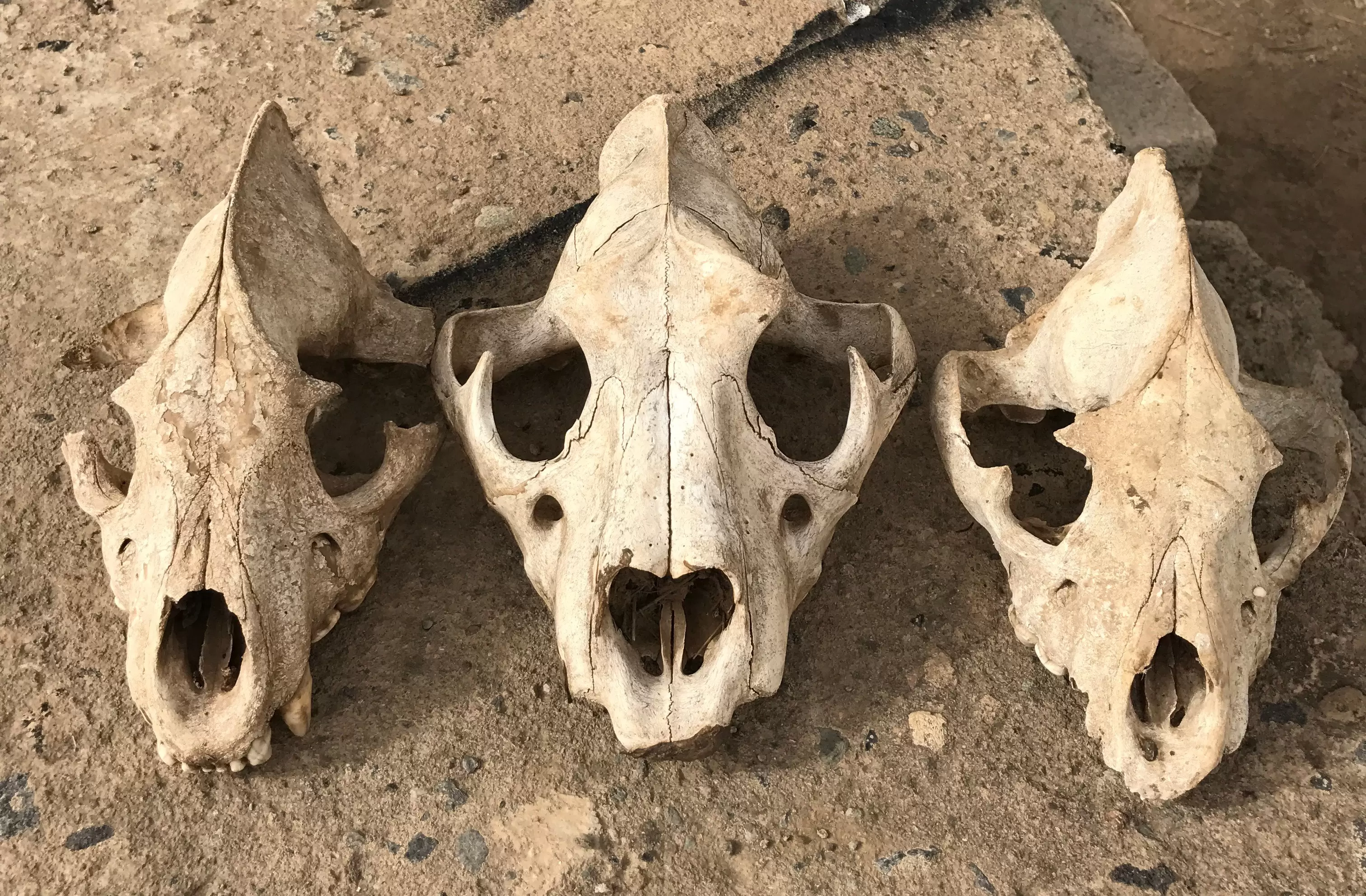 wildlife conservation in ethiopia 3 skulls