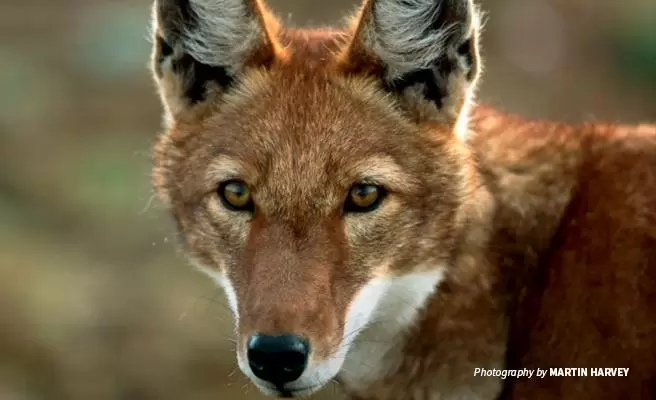 The Ethiopian Wolf is gorgeous. It has red-ish brown fur and deep golden yellow eyes. ethiopian wildlife conservation