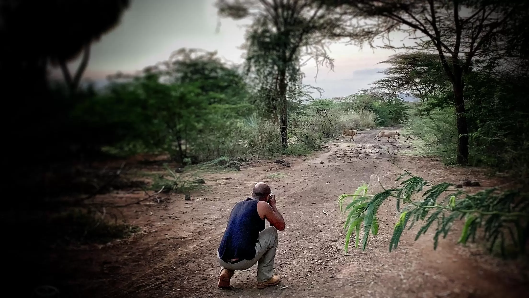 Aziz capturing photos of 2 lions walking across the dirt road