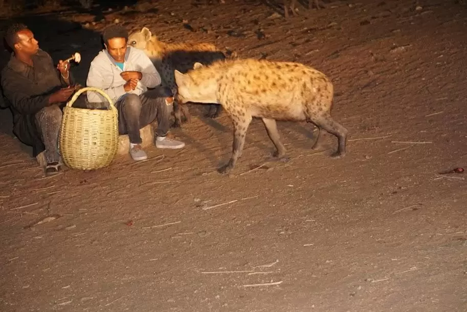 a picture of an ethiopian man swarmmed by hyenas about to feed them raw meat